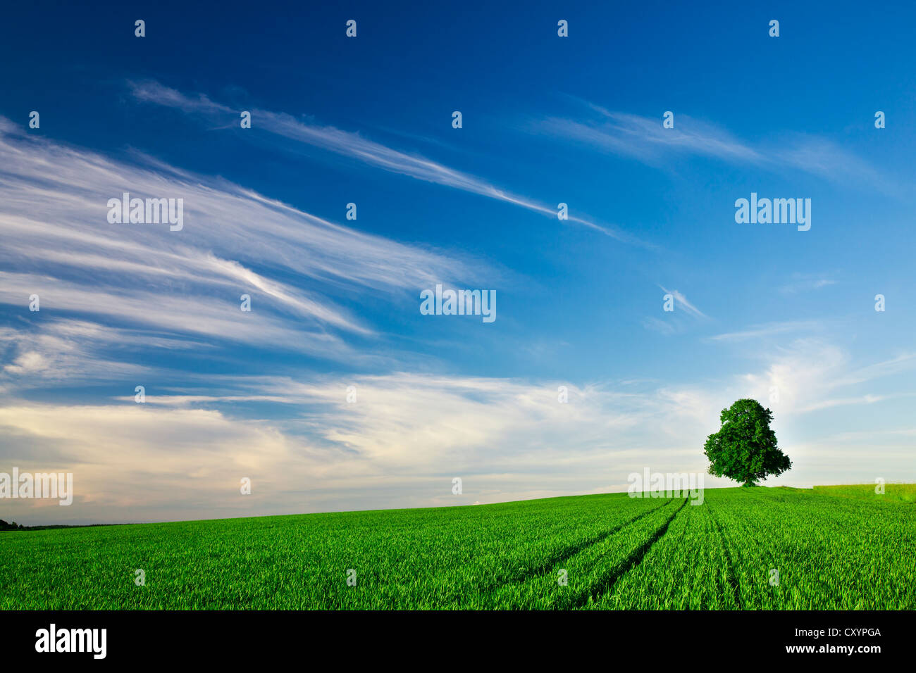 Solitary tree in the middle of a field, near Mittelbiberach, Baden-Wuerttemberg Stock Photo