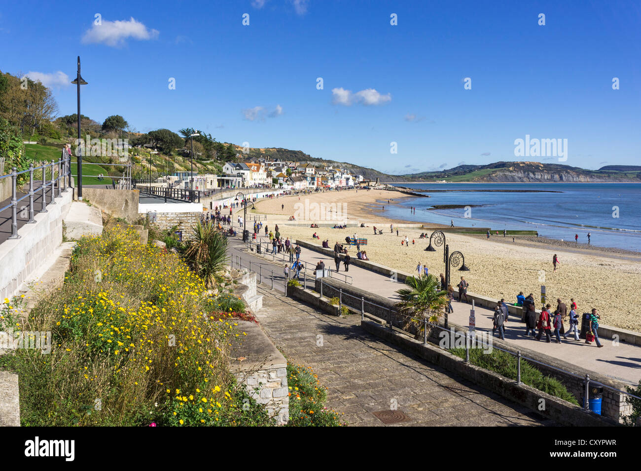 Lyme Regis bay, beach and promenade, Dorset, UK Stock Photo Alamy