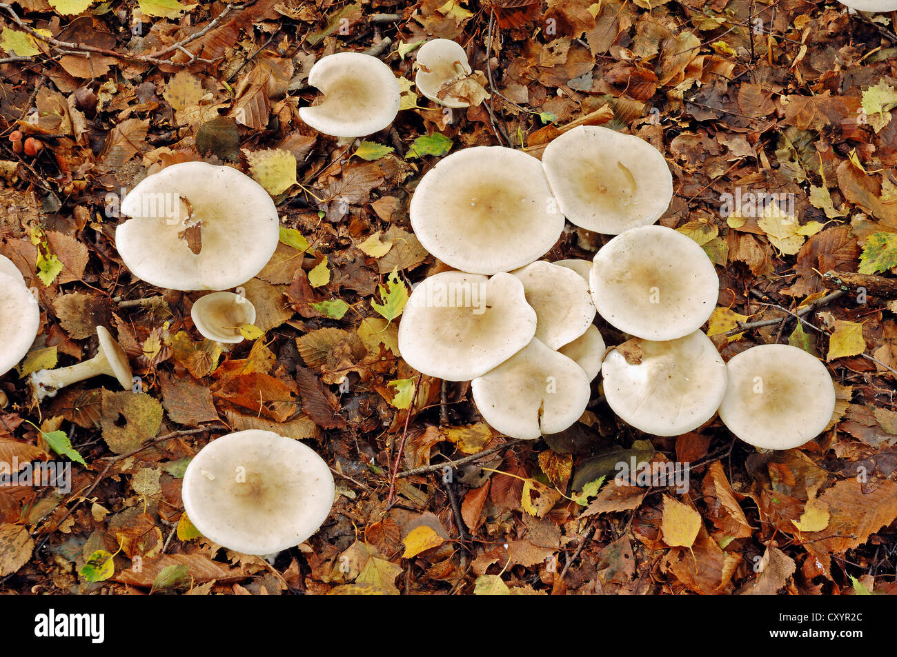 Frosty Funnel, sloping head mushroom (Clitocybe phyllophila, Clitocybe cerussata), North Rhine-Westphalia Stock Photo