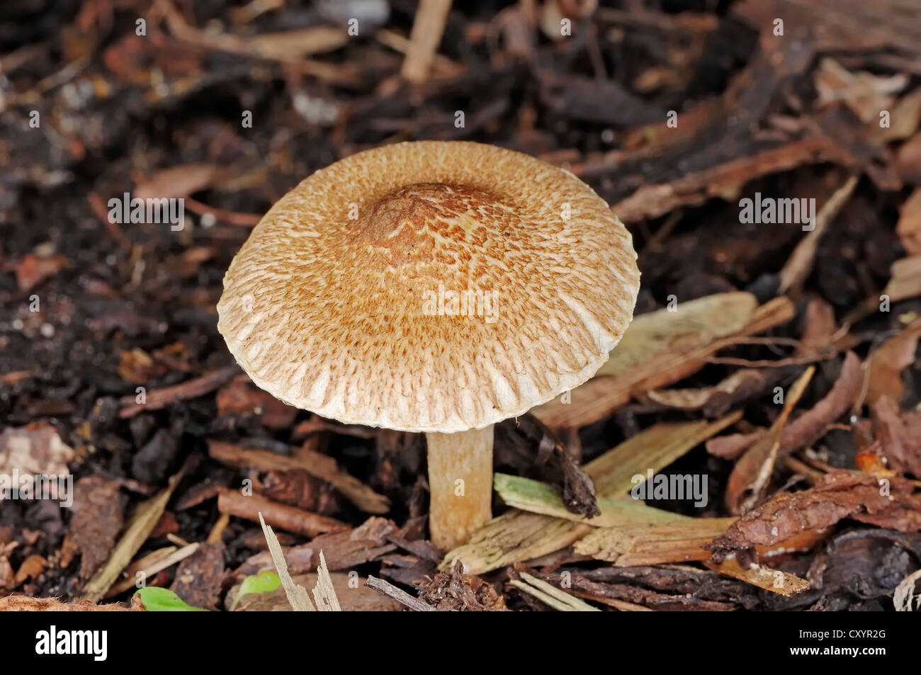 Parasol Mushroom or Gilled Mushroom (Lepiota fulvella), North Rhine-Westphalia Stock Photo