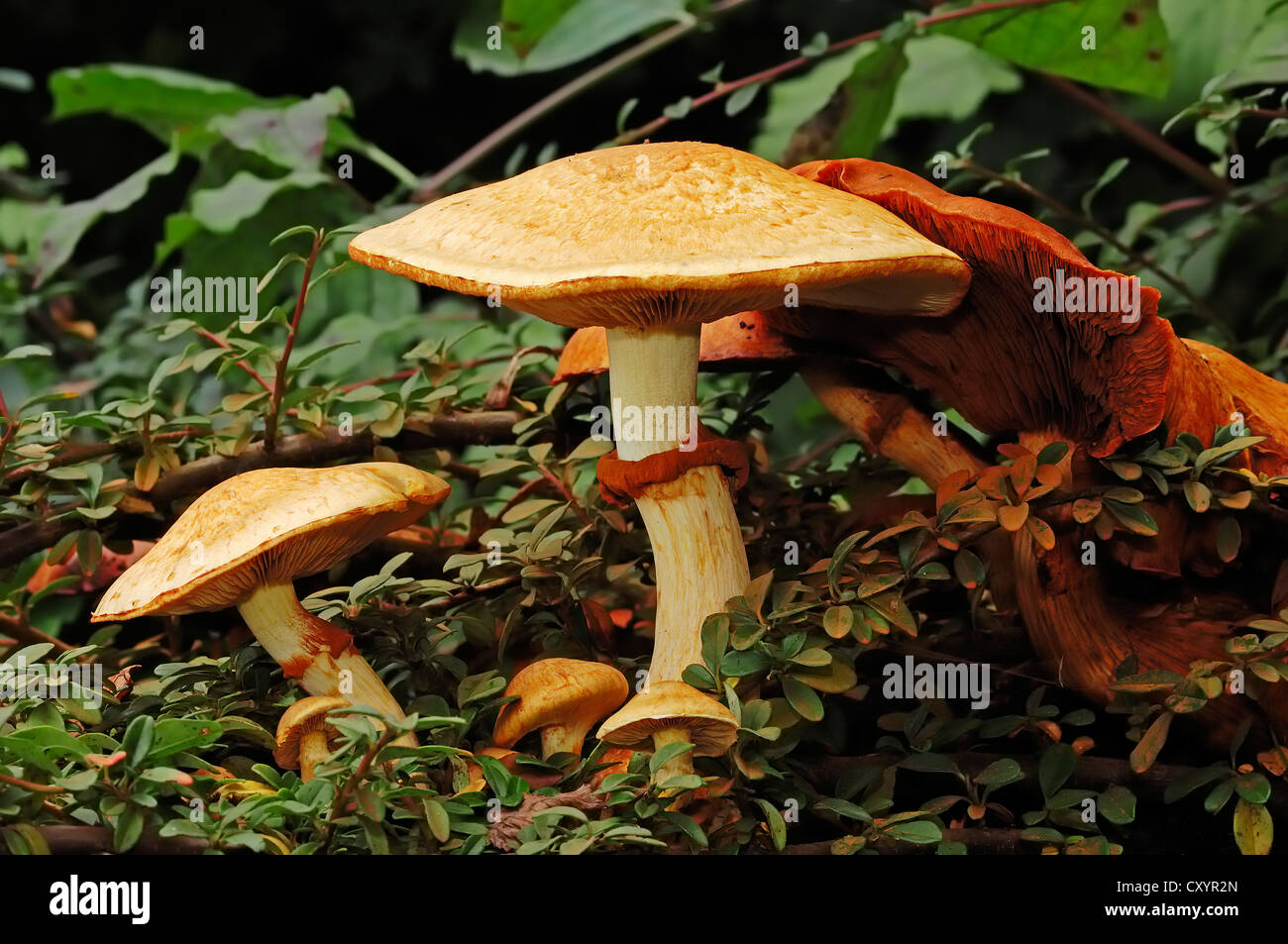 Spectacular Rustgill or Laughing Gym (Gymnopilus junonius, Gymnopilus spectabilis, Gymnopilus ventricosus, Pholiota spectabilis) Stock Photo