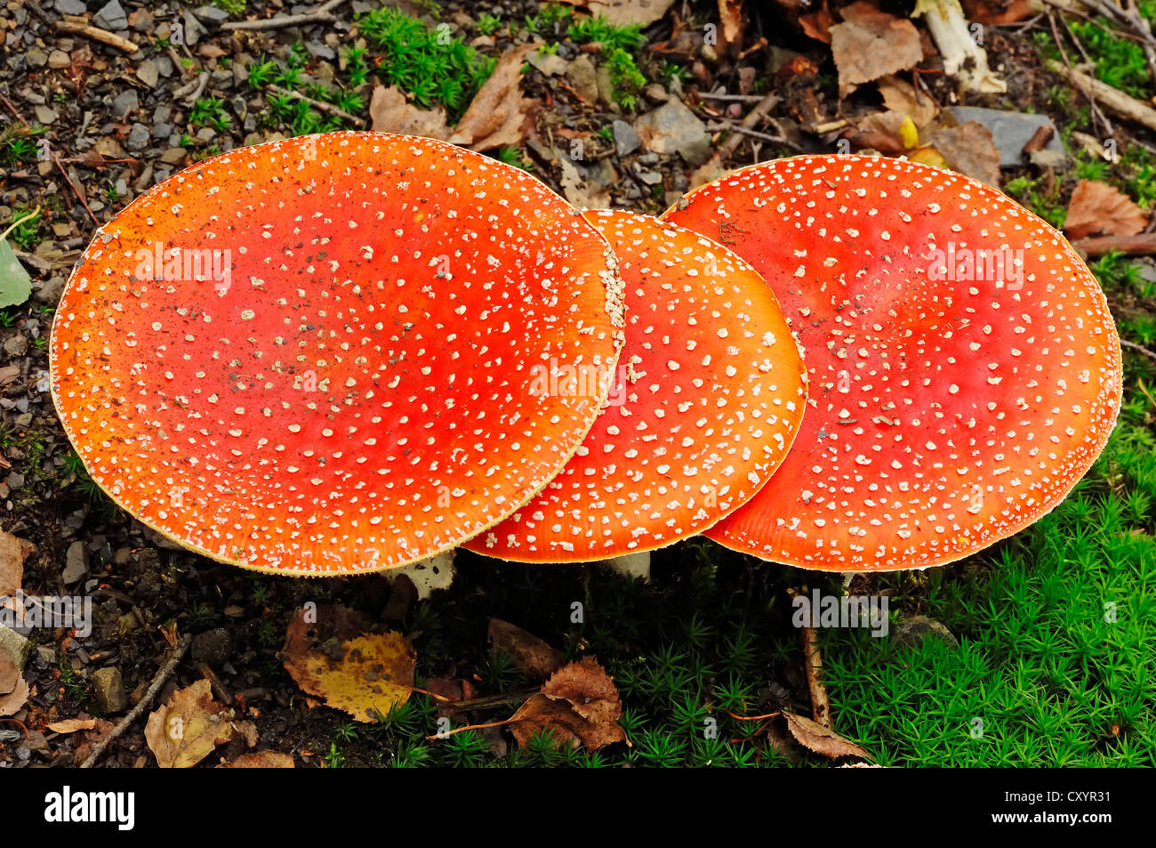 Fly agaric, fly amanita (Amanita muscaria), poisonous mushroom, North Rhine-Westphalia Stock Photo