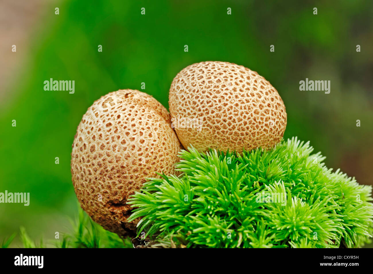 Common earthball, pigskin poison puffball (Scleroderma citrinum), poisonous mushroom, Gelderland, the Netherlands, Europe Stock Photo