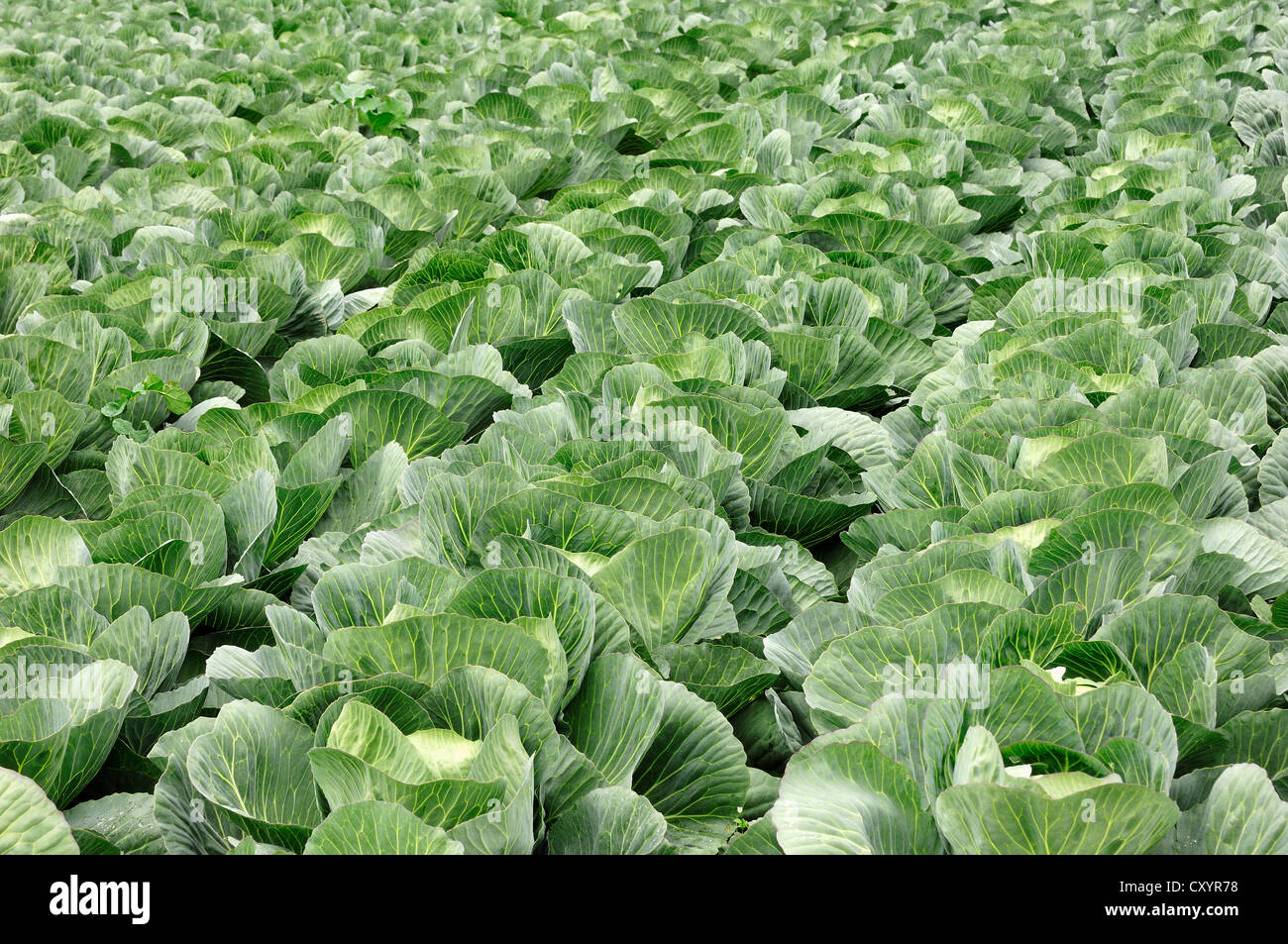 Field of white cabbage (Brassica oleracea convar. Capitata f alba), North Rhine-Westphalia Stock Photo