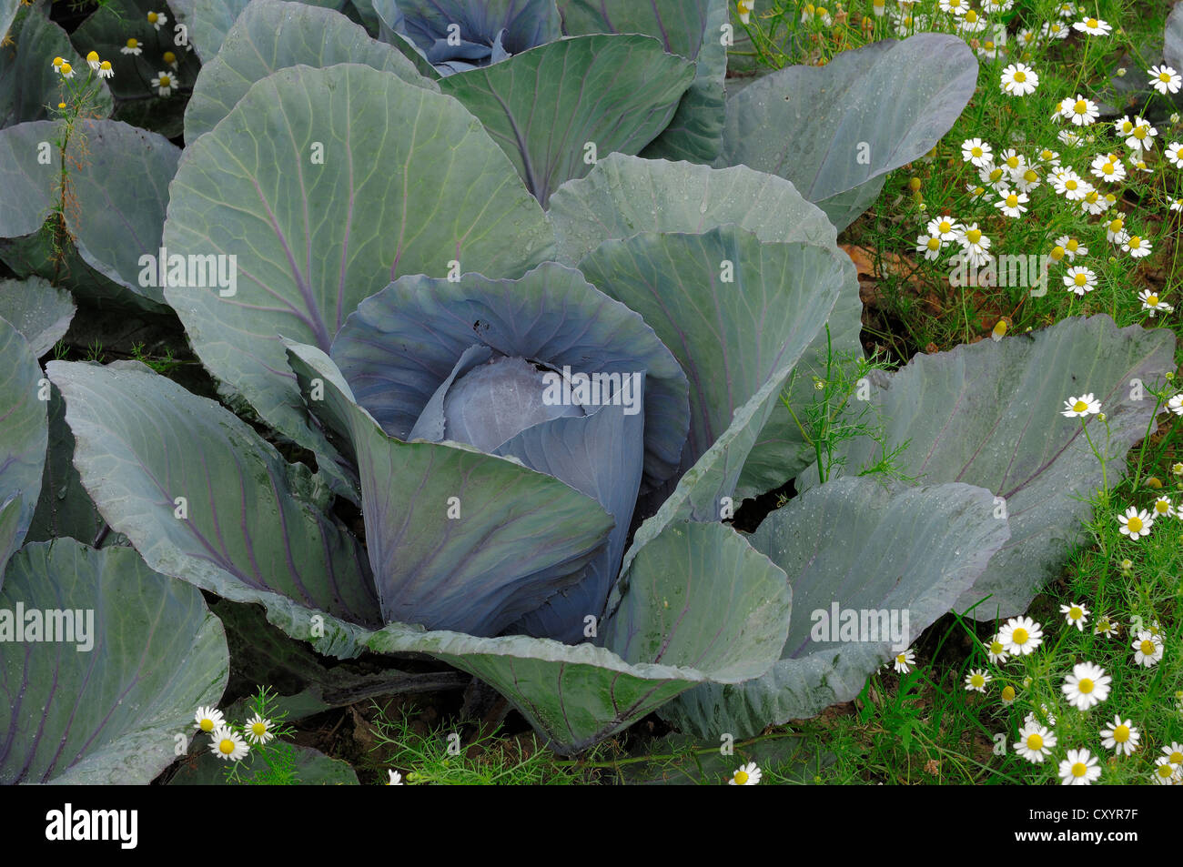Red cabbage (Brassica oleracea var rubra), North Rhine-Westphalia Stock Photo
