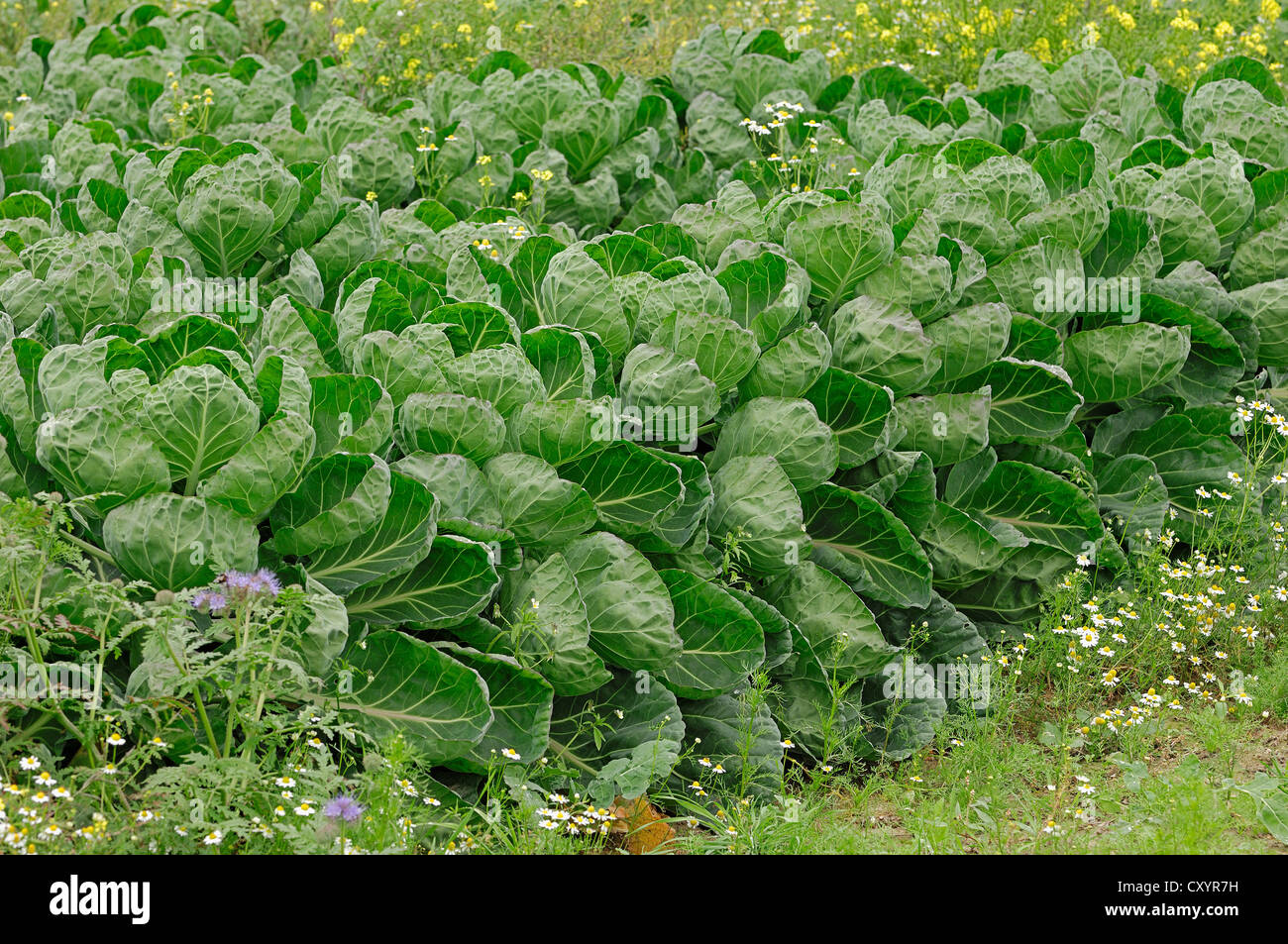 Field of Brussels sprouts (Brassica oleracea var. bullata subvar. gemmifera DC), North Rhine-Westphalia Stock Photo
