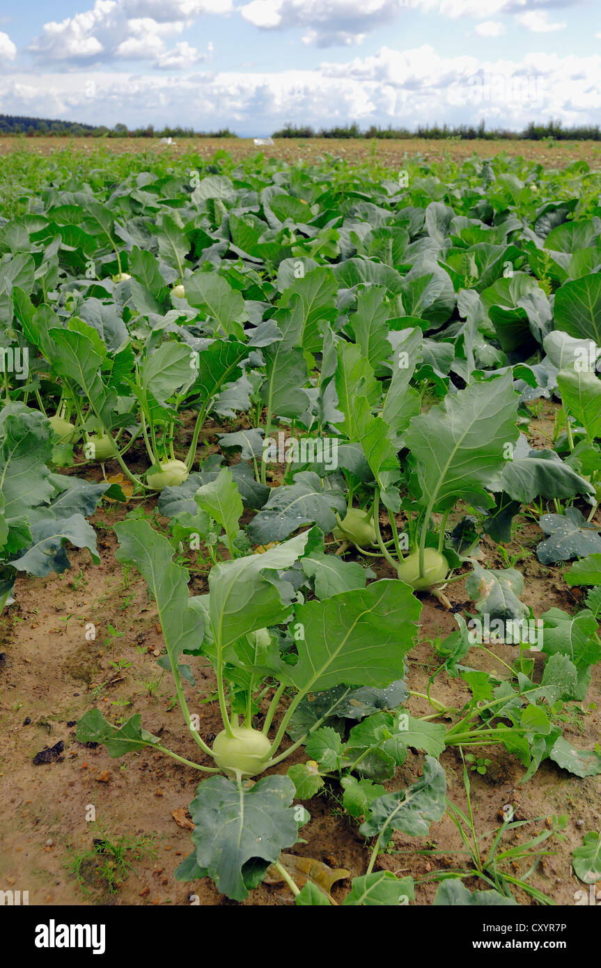 Field of turnip cabbage, kohlrabi (Brassica oleracea var gongylodes), North Rhine-Westphalia Stock Photo