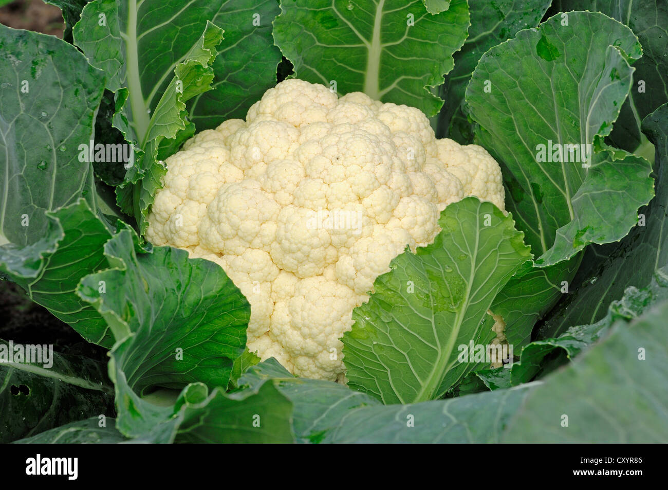 Cauliflower (Brassica oleracea var botrytis), North Rhine-Westphalia Stock Photo