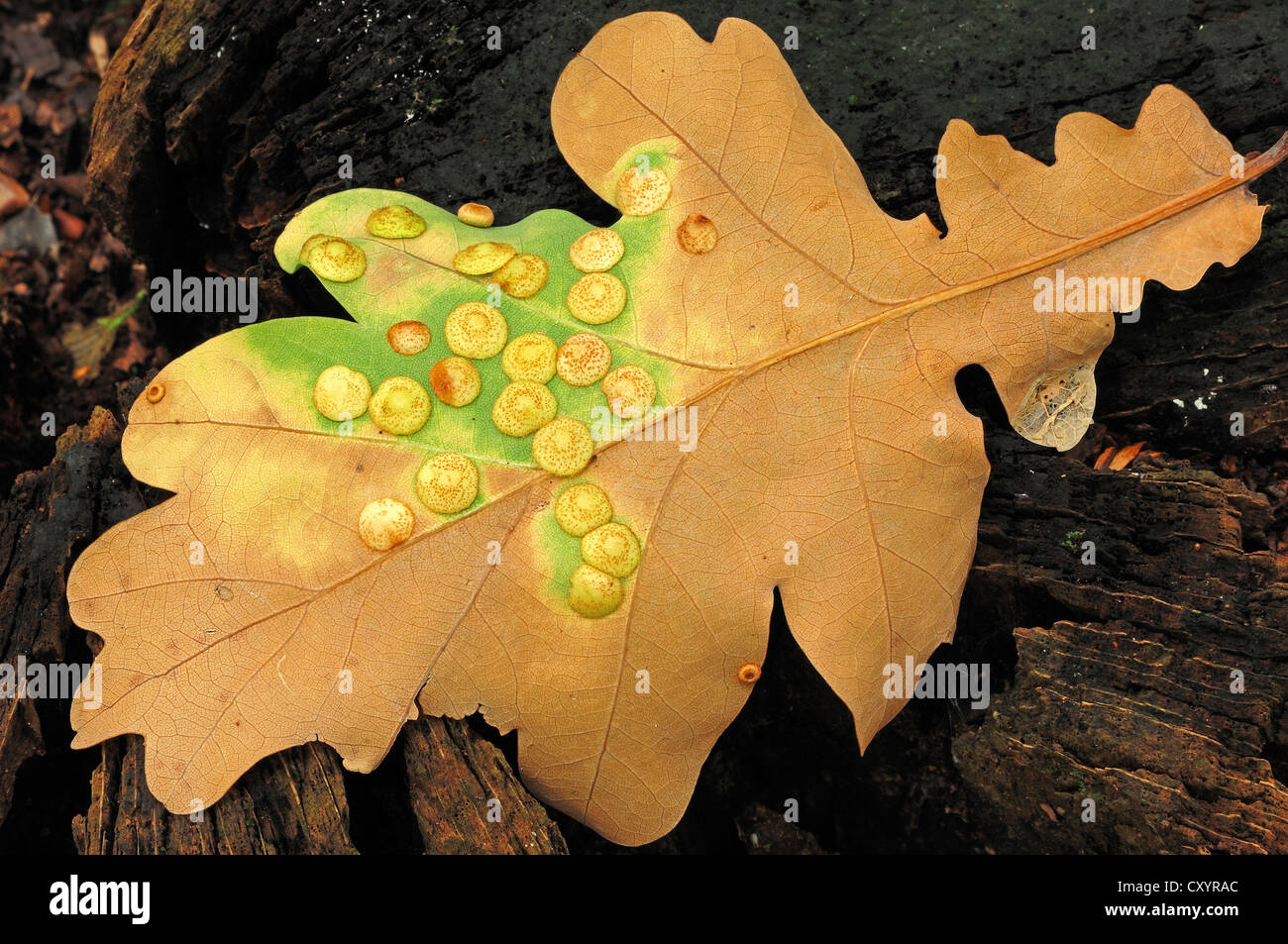 Common spangle gall wasp (Neuroterus quercusbaccarum), galls on an oak leaf, North Rhine-Westphalia Stock Photo