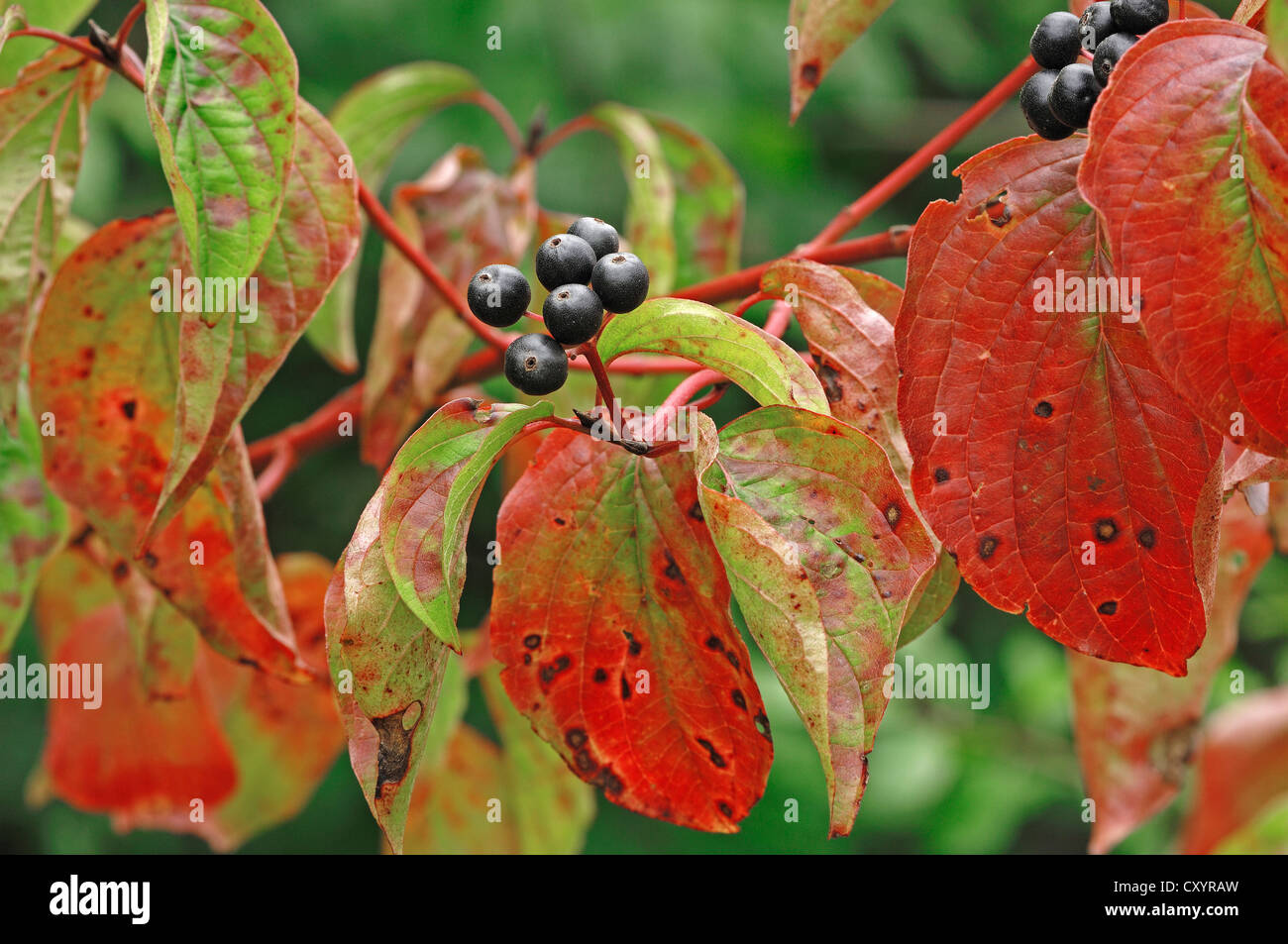 Common Dogwood (Cornus sanguinea), branch with berries in autumn, North ...