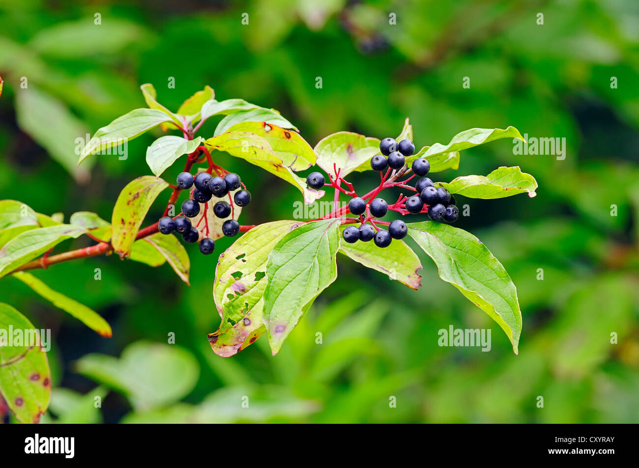 Common Dogwood (Cornus sanguinea), branch with berries, North Rhine ...