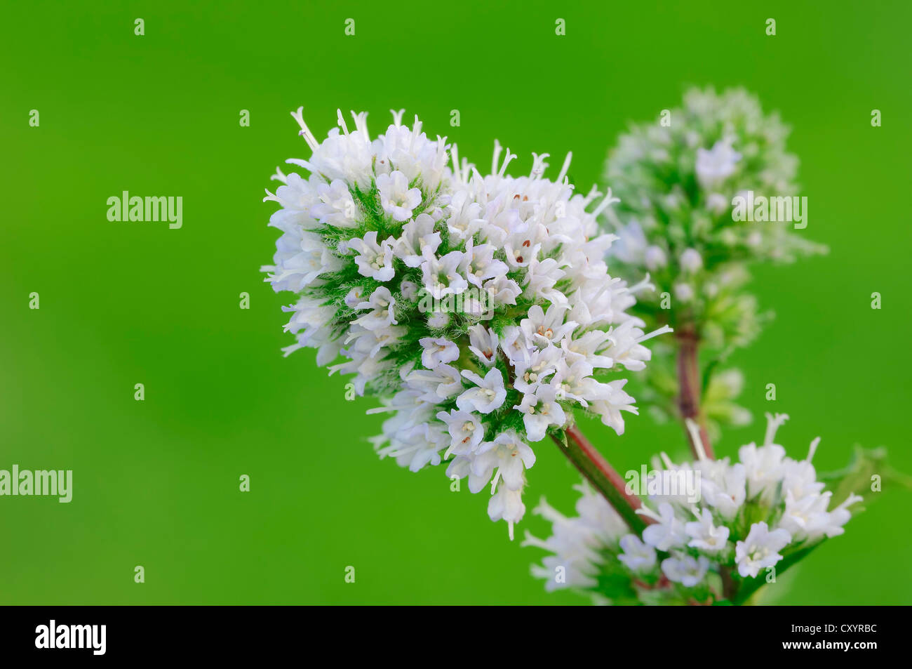 Peppermint (Mentha x piperita), flowers, North Rhine-Westphalia Stock Photo