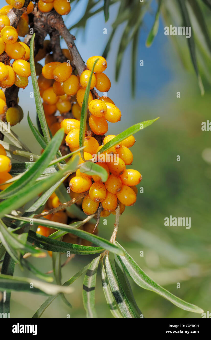 Common Sea Buckthorn (Hippophae rhamnoides), branch with berries, North-Rhine-Westphalia Stock Photo