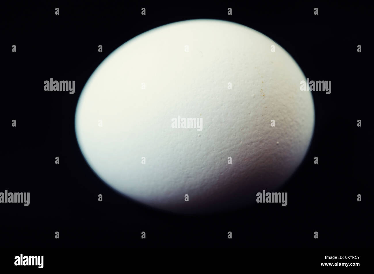 White chicken egg Stock Photo Alamy