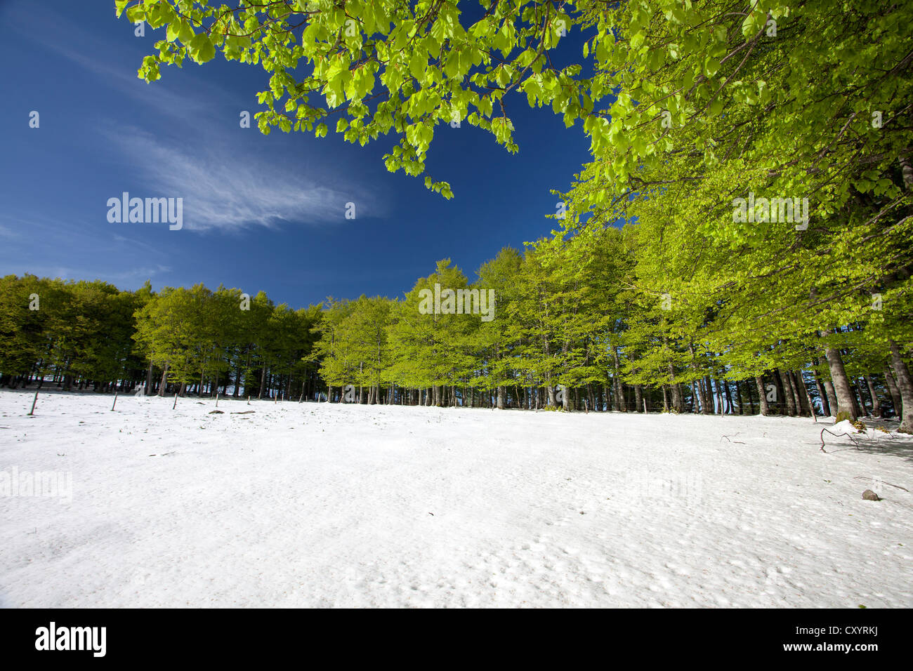 Snow in a spring forest, Mt Kandel, Black Forest, Baden-Wuerttemberg Stock Photo