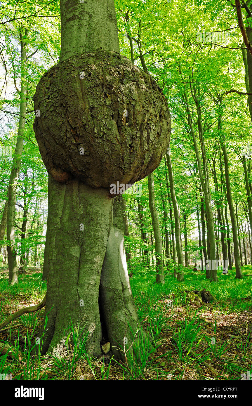 Tree cancer, fungal disease, European Beech (Fagus sylvatica), Lauenburg Lakes Nature Park, Schleswig-Holstein Stock Photo