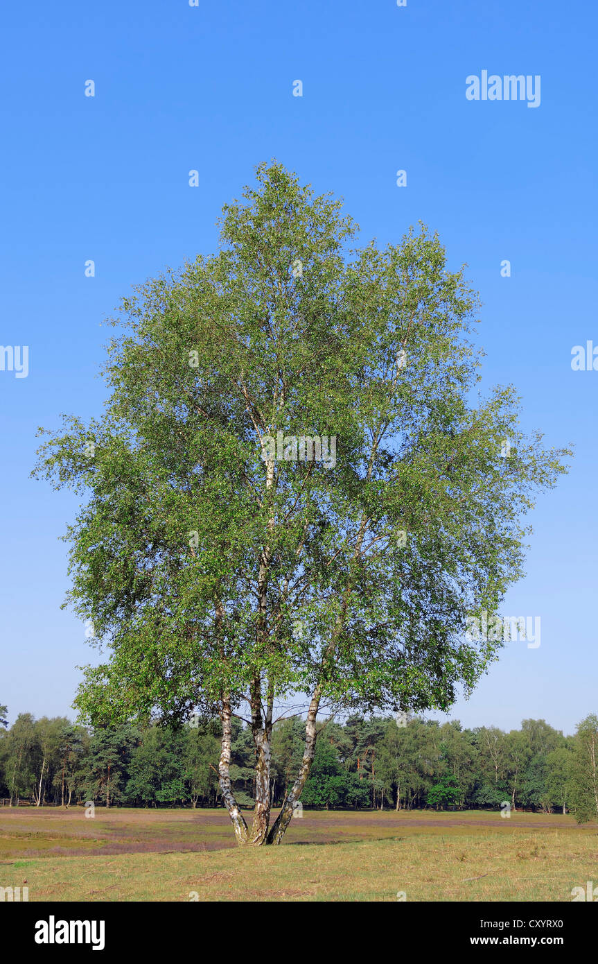 Silver Birches (Betula pendula, Betula alba, Betula verrucosa) on heathlands, Westruper Heide, North Rhine-Westphalia Stock Photo