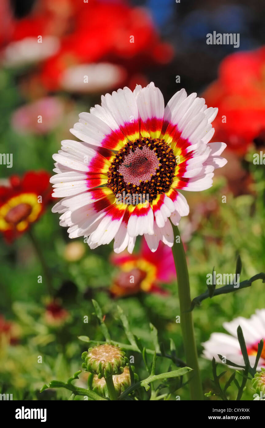 Painted daisy, tricolor daisy (Chrysanthemum carinatum), blossom, garden plant, North Rhine