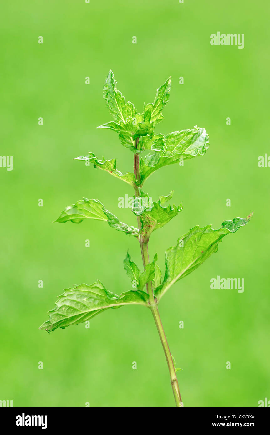 Mentha crispa hi-res stock photography and images - Alamy