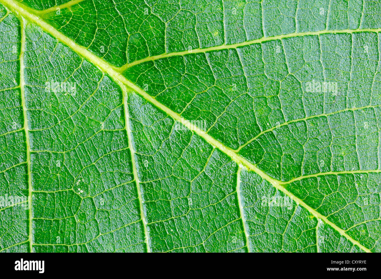 Persian walnut, English walnut (Juglans regia), detailed view of a leaf Stock Photo