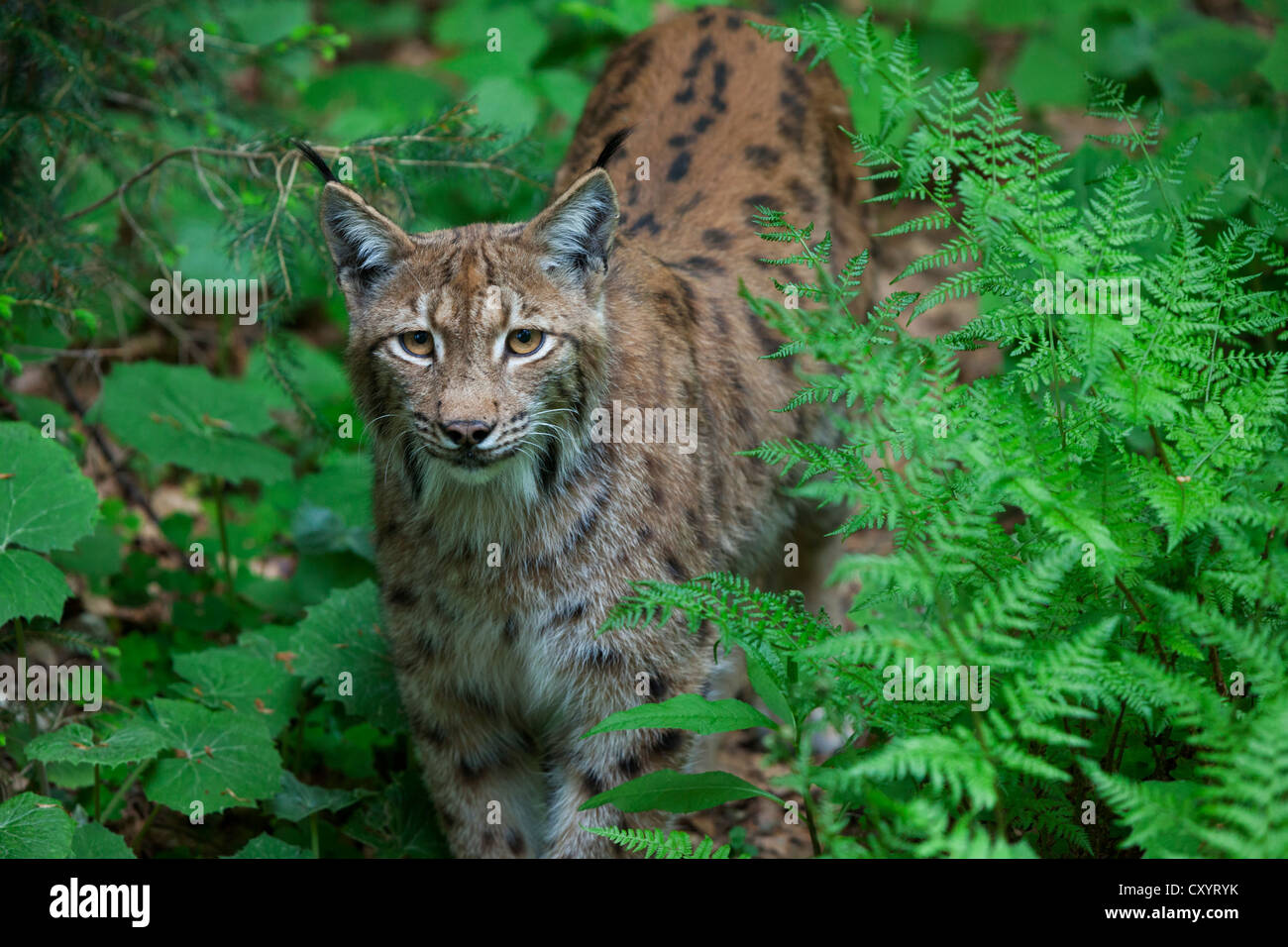 Eurasian Lynx (Lynx lynx), Neuschoenau outdoor animal enclosure, Bavarian Forest, Bavaria, PublicGround Stock Photo