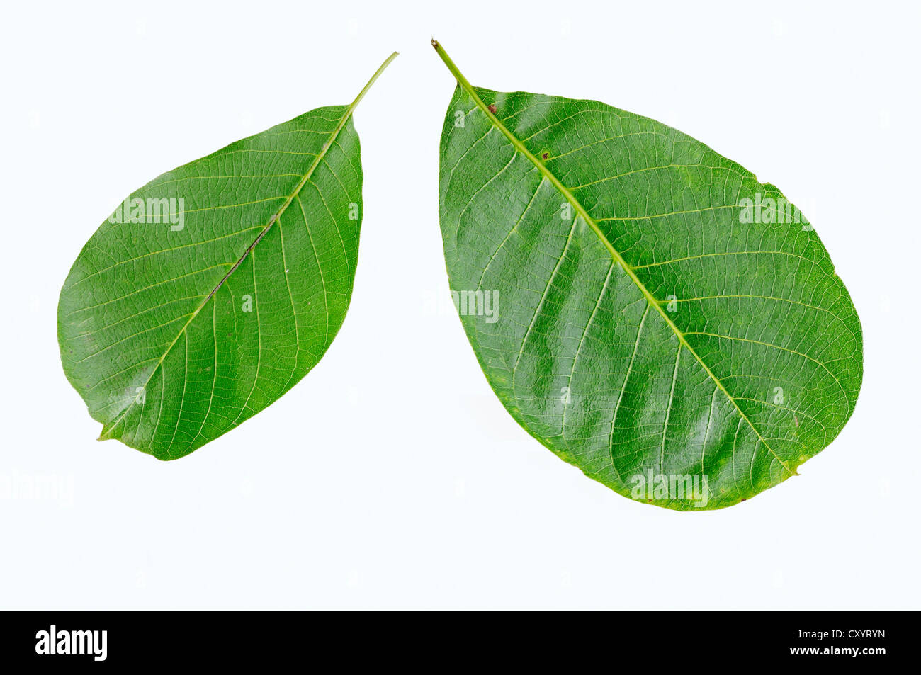 Persian walnut, English walnut (Juglans regia), leaves Stock Photo
