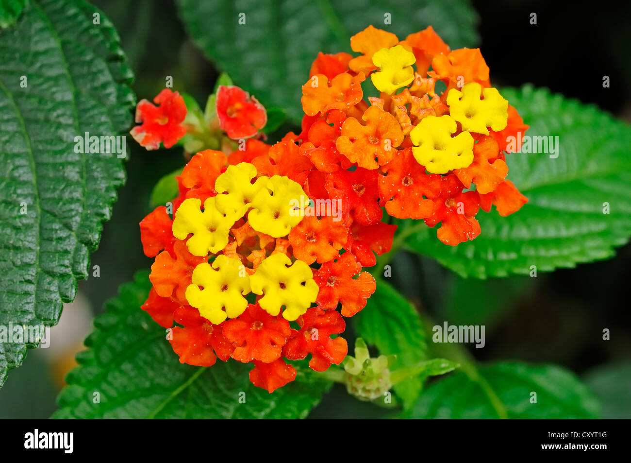 Spanish Flag or West Indian Lantana (Lantana camara), flowers, ornamental plant, North Rhine-Westphalia Stock Photo