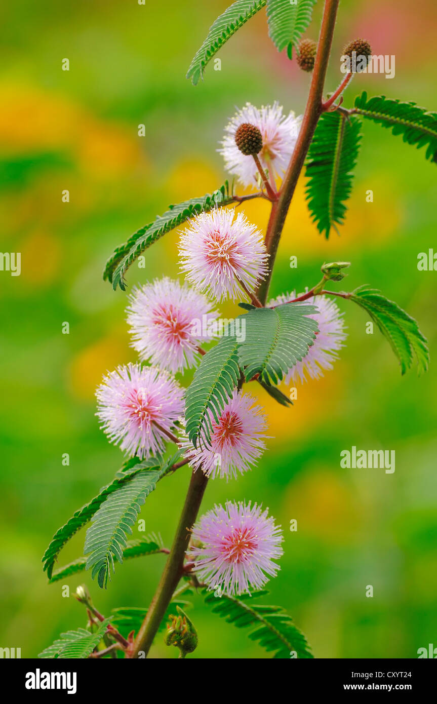 Mimosa polycarpa (Mimosa polycarpa), twig with flowers, ornamental plant Stock Photo
