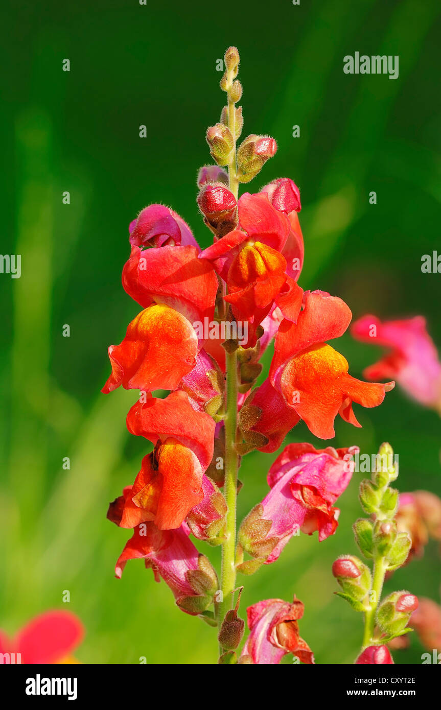 Common Snapdragon (Antirrhinum majus), flowers, garden plant, North Rhine-Westphalia Stock Photo