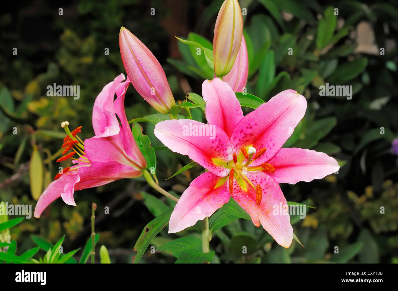 Asiatic hybrid lily (Lilium auratum hybrid), flowers, ornamental plant ...