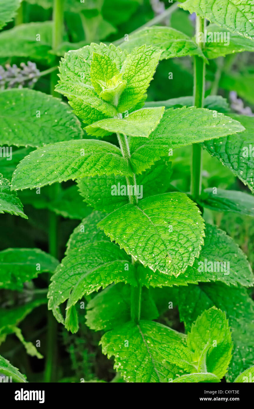 Cuban mint (Mentha x villosa), hybrid of mint (Mentha suaveolens x Mentha spicata), crop plant, North Rhine-Westphalia Stock Photo