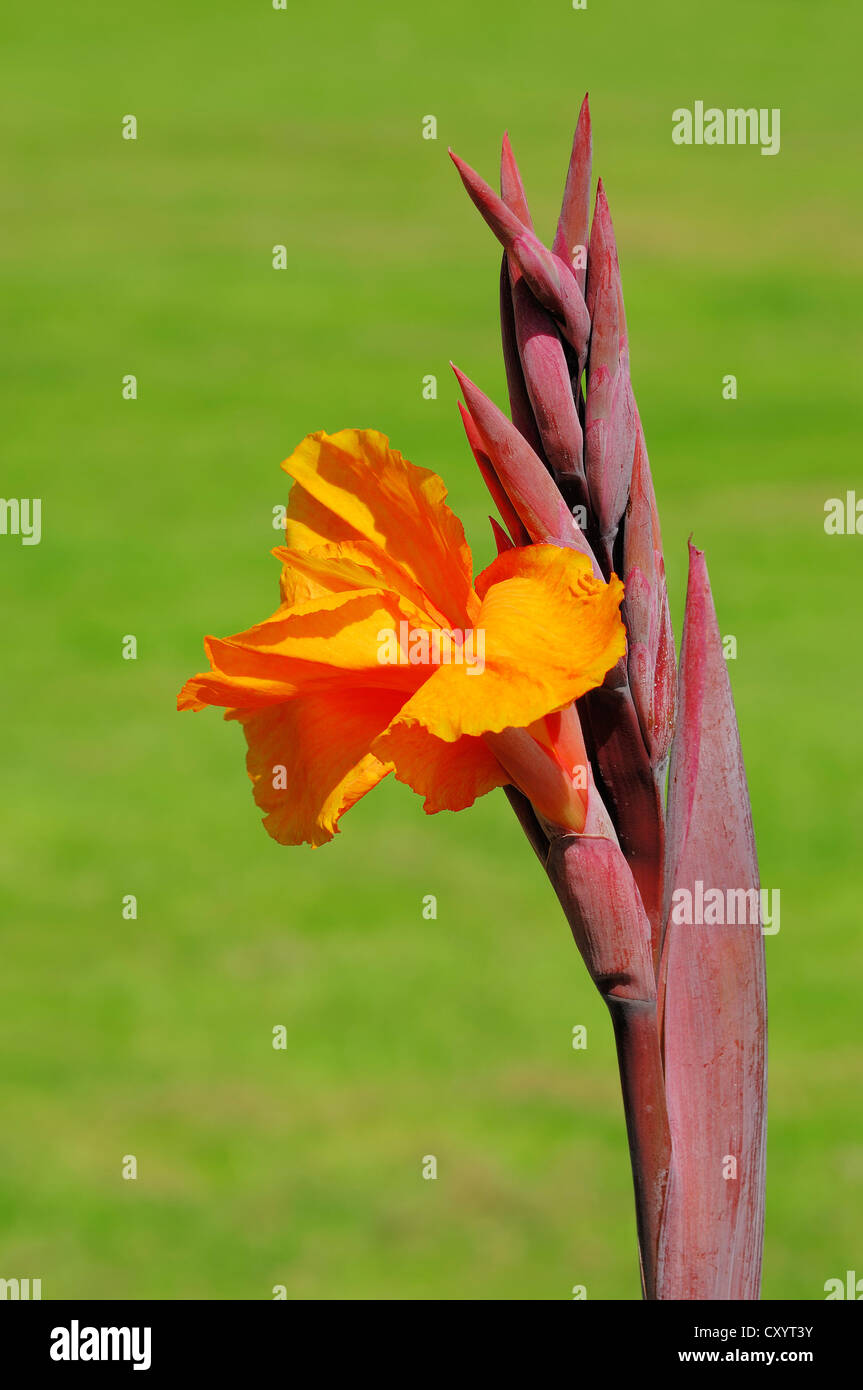 Indian shot (Canna indica), flowering, ornamental plant, North Rhine-Westphalia Stock Photo