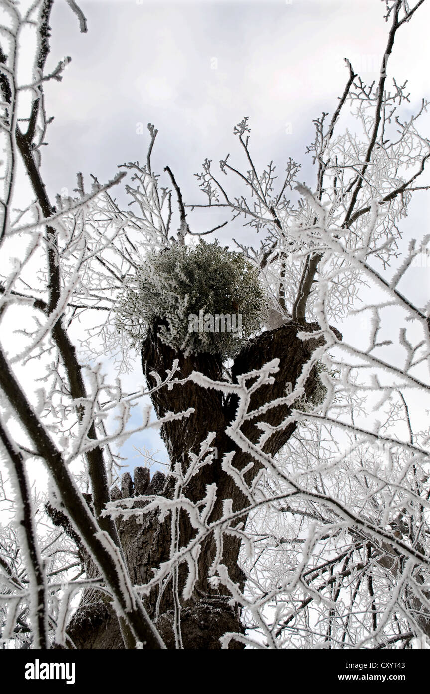 Mistletoe growing on an Oak with hoar frost on the branches. Stock Photo