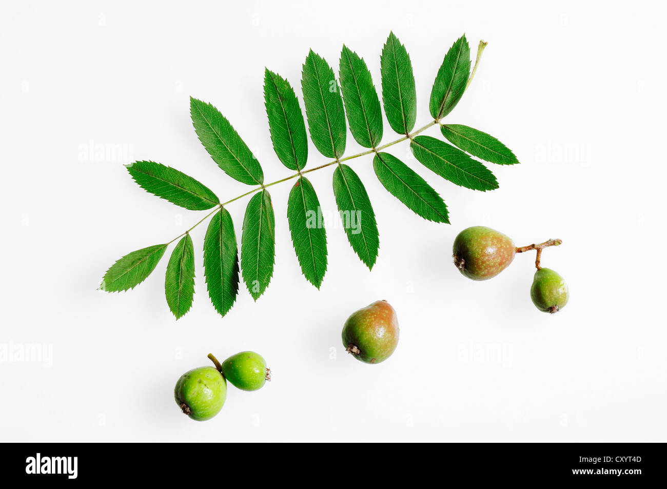 Service tree (Sorbus domestica), fruits and a leaf Stock Photo