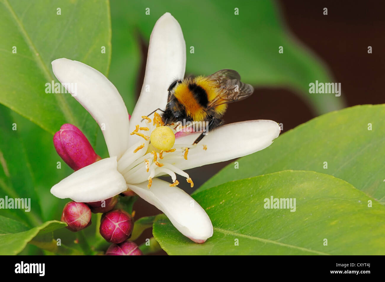 Lemon tree (Citrus limon), bumble bee perched on a blossom, ornamental plant and crop plant, North Rhine-Westphalia Stock Photo