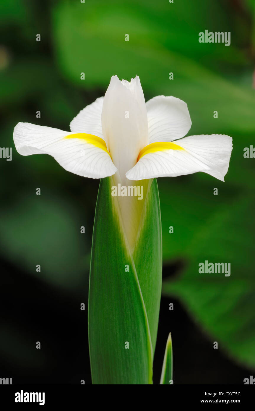 Juno Iris (Iris magnifica var alba, Juno magnifica var alba), garden plant, North Rhine-Westphalia Stock Photo