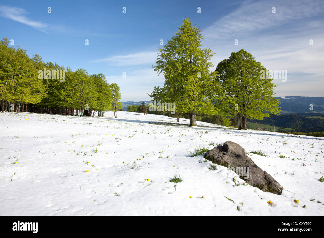 Freshly fallen snow in spring, beech trees with fresh green leaves, Mt Kandel, Black Forest, Baden-Wuerttemberg Stock Photo