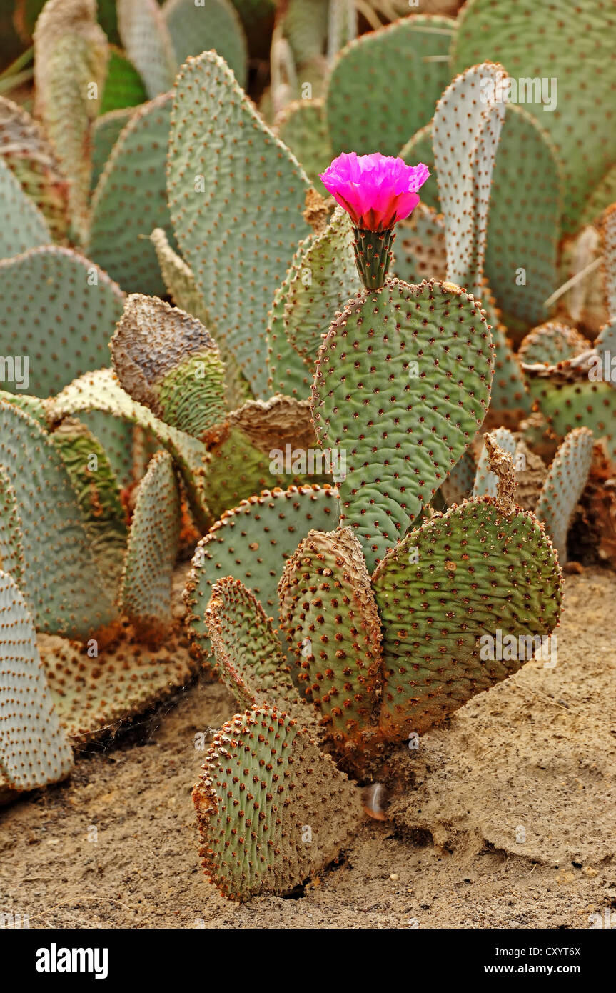 Beavertail cactus (Opuntia basilaris), flowering, Arizona, USA Stock Photo