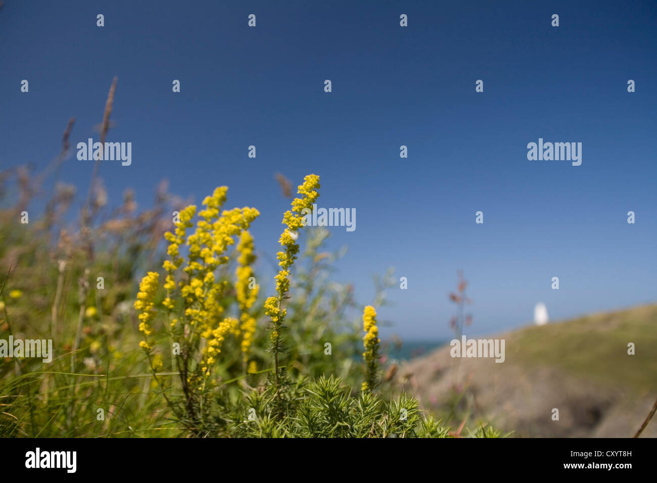 Blue wild flowers hi-res stock photography and images - Alamy