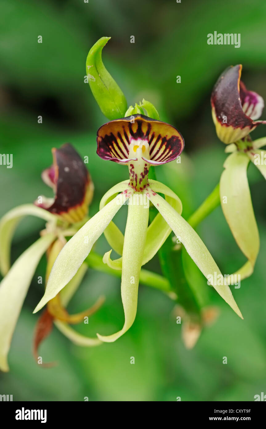 Orchid, epidendrum green hornet (Epidendrum Green Hornet, Encyclia Green Hornet), hybrid of Encyclia cochleatum and Encyclia Stock Photo