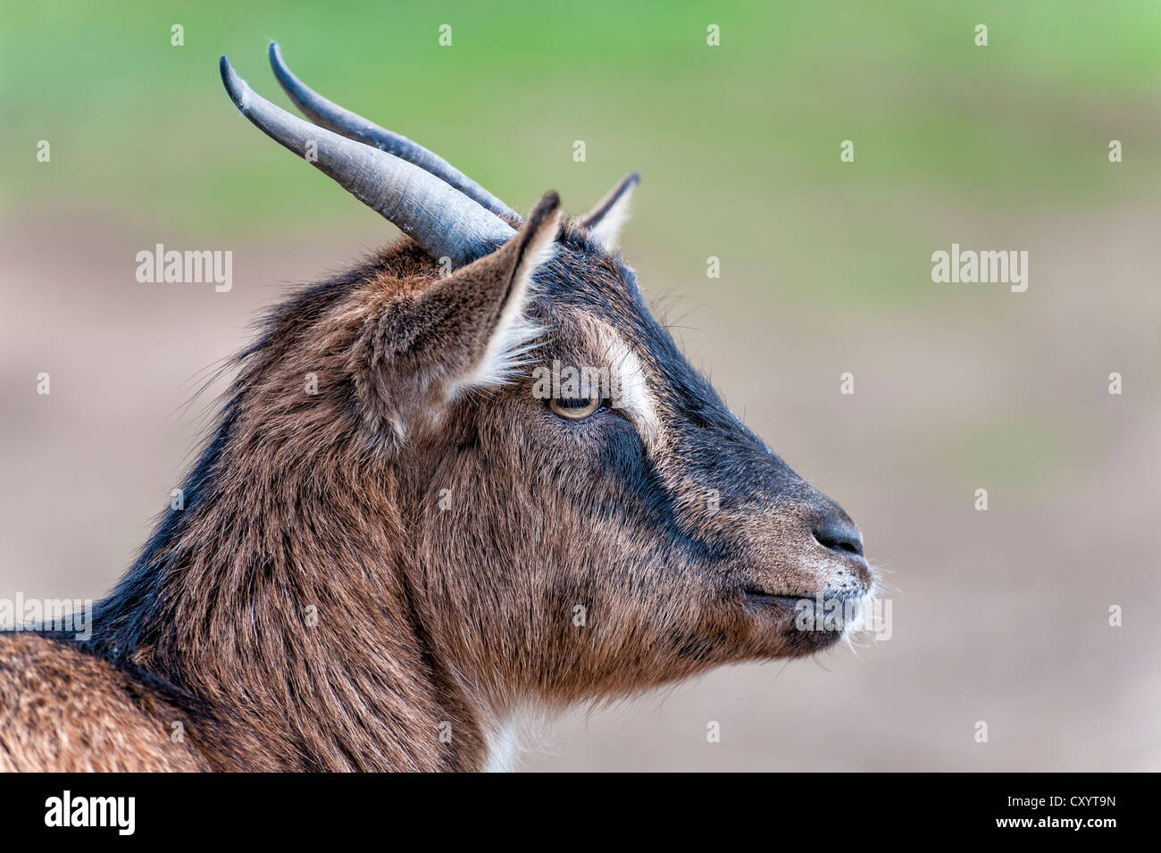 Pygmy goat, portrait, Grevenbroich, North Rhine-Westphalia Stock Photo