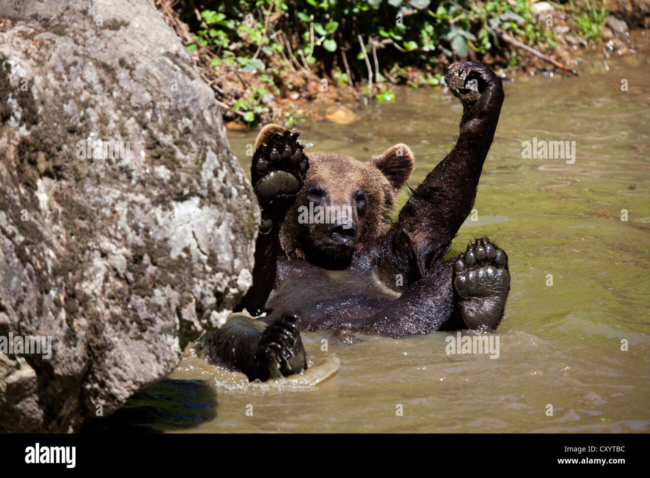 Brown Bear (Ursus arctos), Neuschoenau wildlife enclosure, Bavarian Forest, Bavaria, PublicGround Stock Photo
