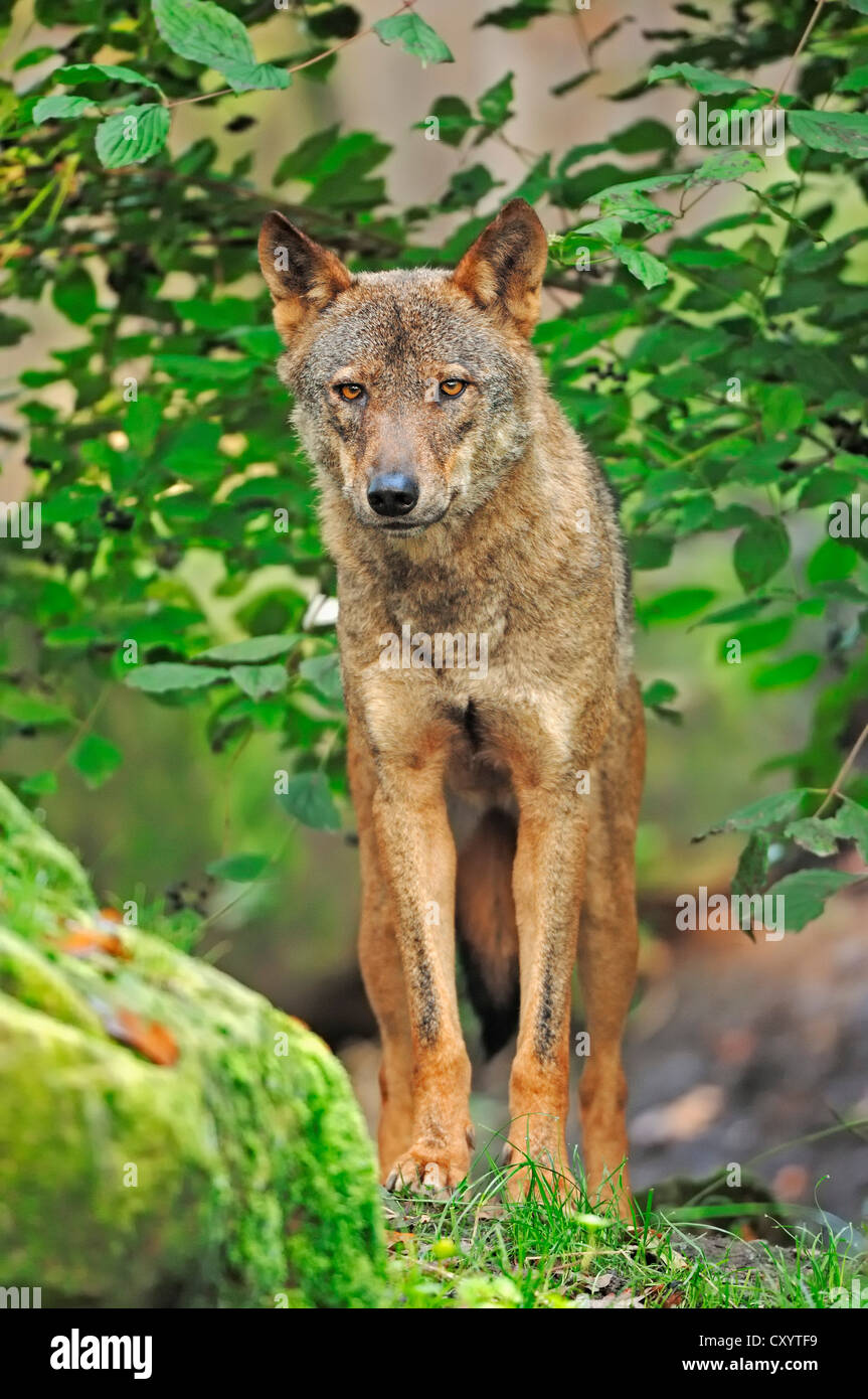 Iberian wolf (Canis lupus signatus), captive, the Netherlands, Europe Stock Photo