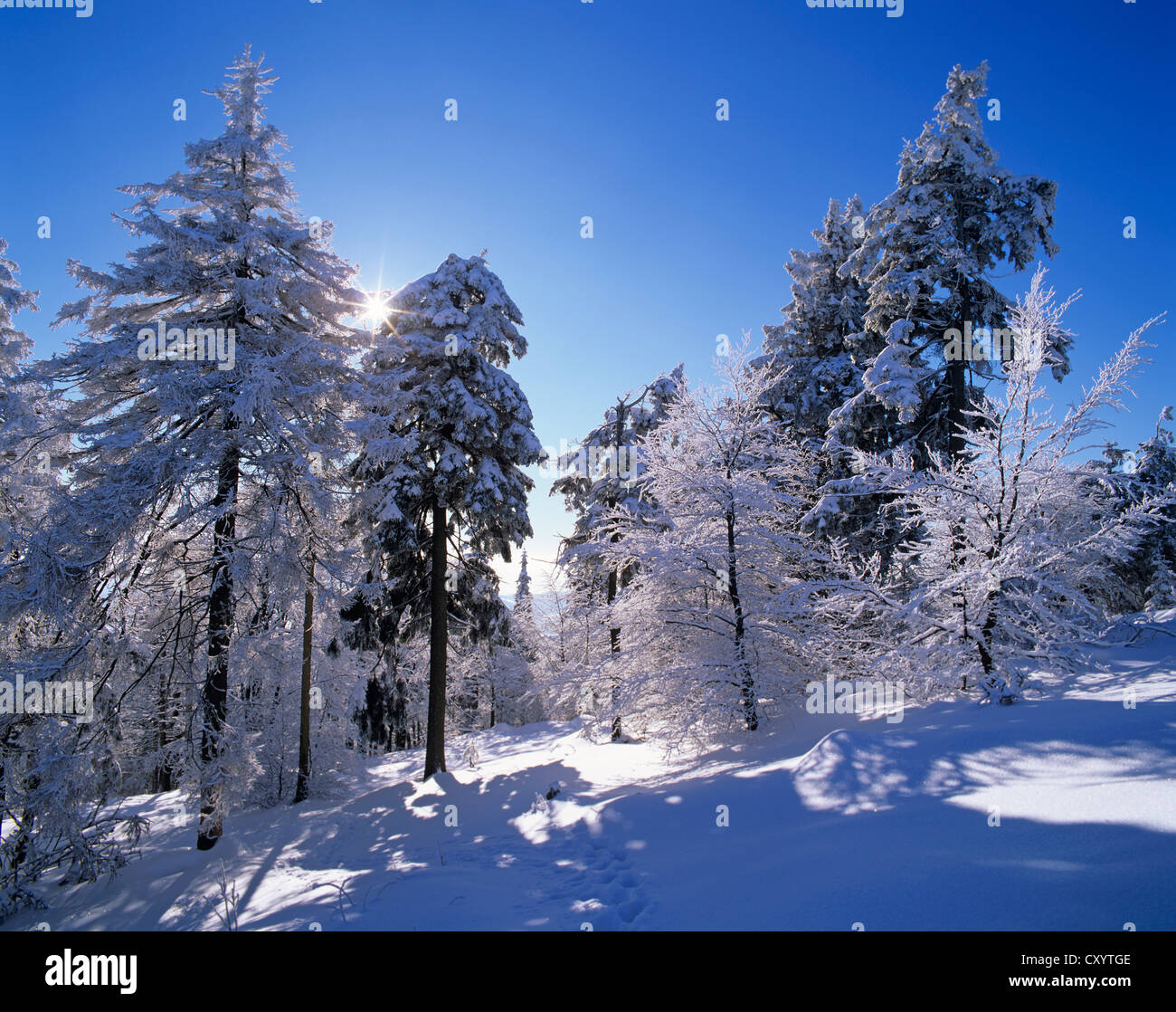 Winter landscape in Grosser Inselsberg Nature Reserve, near Brotterode, Thuringian Forest, Thuringia Stock Photo
