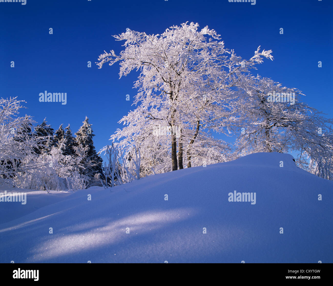 Winter landscape in Grosser Inselsberg Nature Reserve, near Brotterode, Thuringian Forest, Thuringia Stock Photo