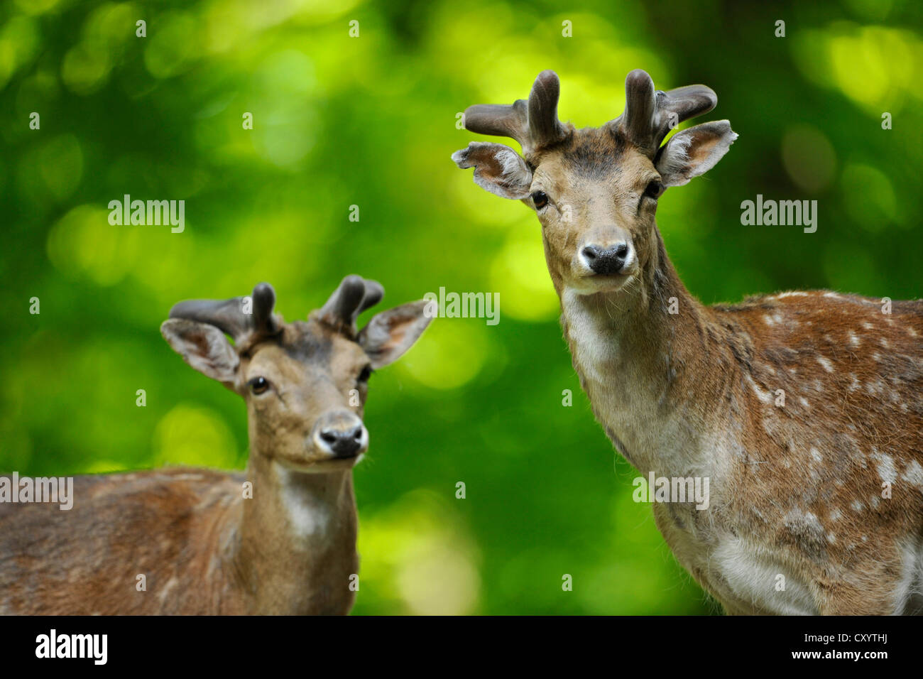 Fallow deer (Dama dama), with growing antlers, wildlife enclosure, Lower Saxony, PublicGround Stock Photo