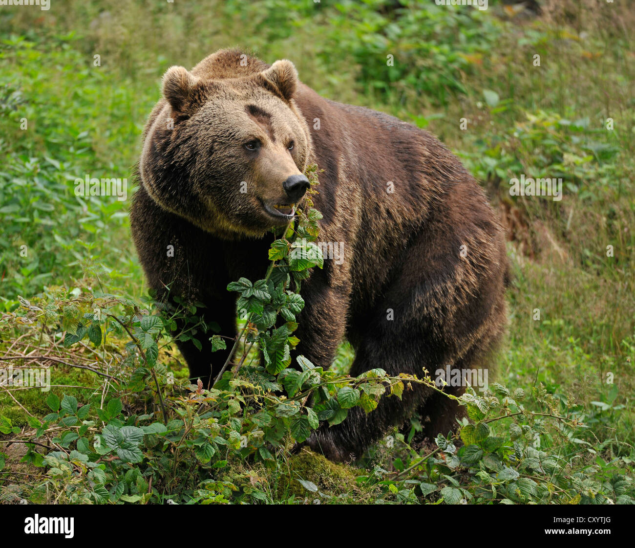 European Brown Bear (Ursus arctos) in an enclosed zone of the Bavarian Forest National Park, Bavaria Stock Photo