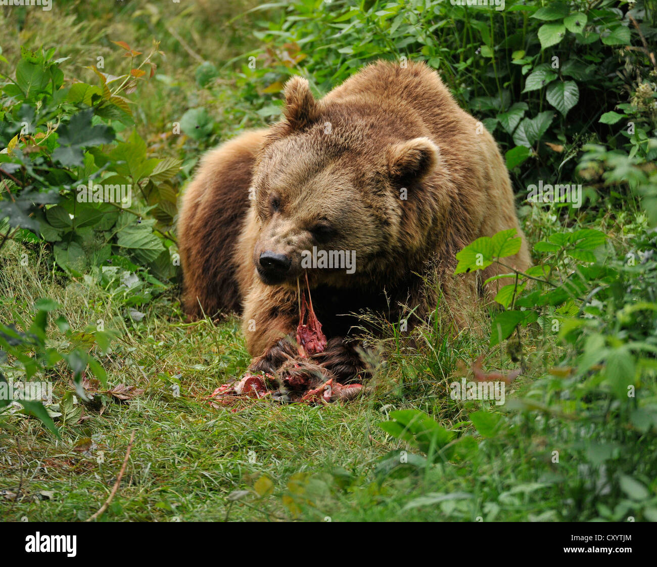Do bears eat deer online