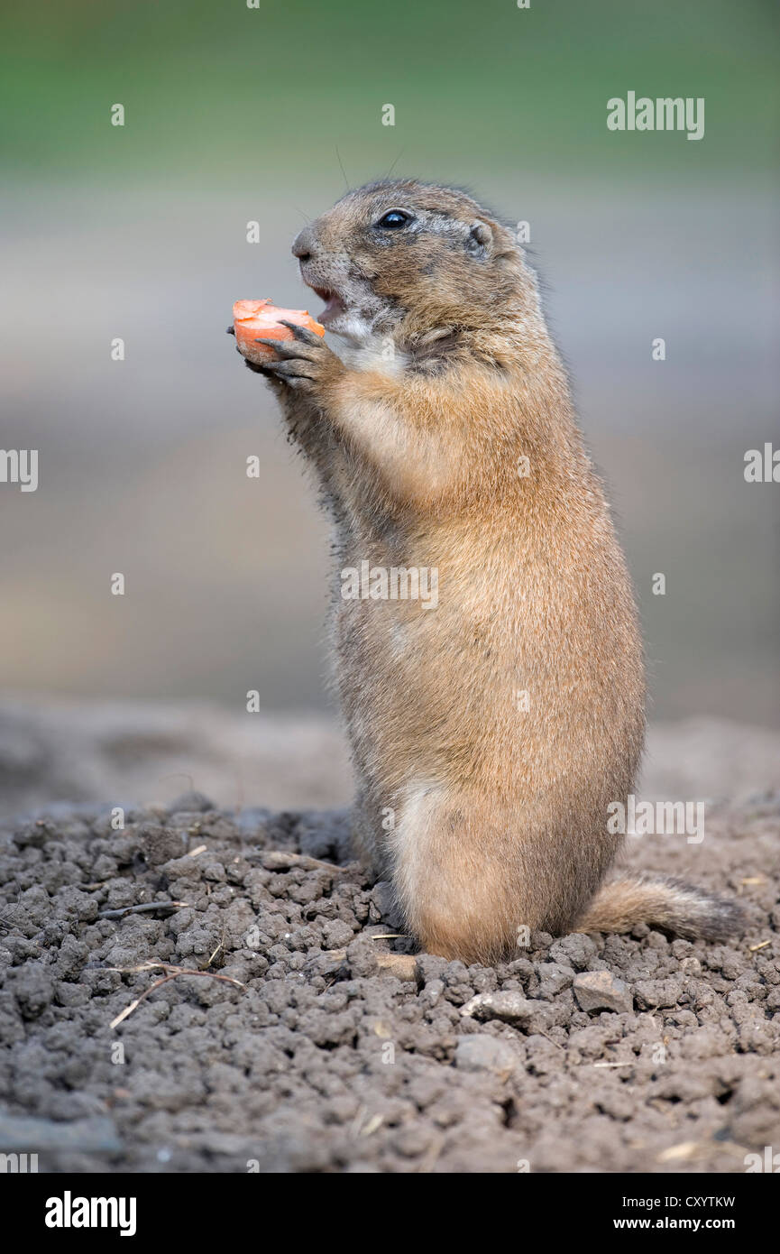 Black-tailed Prairie Dog (Cynomys ludovicianus), native to North America, in an enclosure, Thuringia, PublicGround Stock Photo