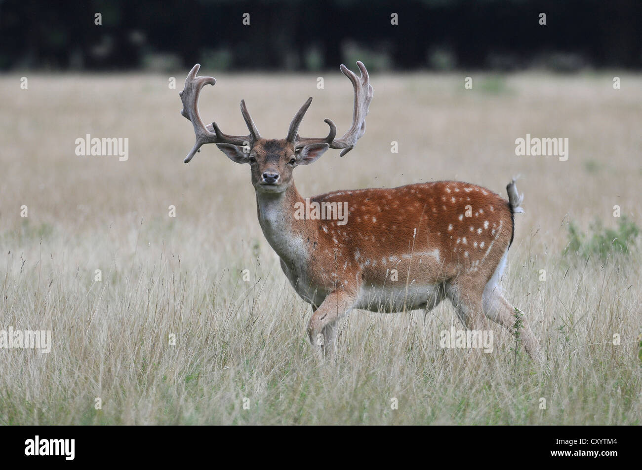 Fallow Deer (Dama dama), in the velvet stage, in an enclosure, Saxony, PublicGround Stock Photo